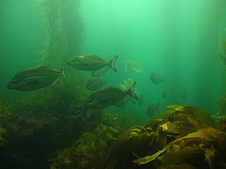 <span class="mw-page-title-main">Temperate Australasia</span> Biogeographic regional waters of Australia and New Zealand