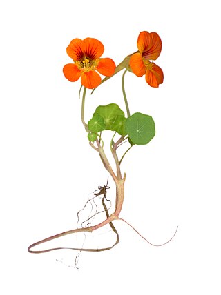 <i>Tropaeolum</i> Genus of plants in the family Tropaeolaceae