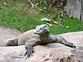 Komodo dragon (Varanus komodoensis)