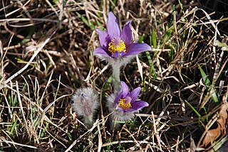 <i>Pulsatilla grandis</i> Species of plant