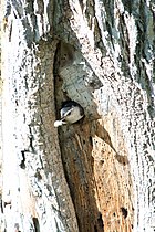 An adult removing a fecal sac from the nest