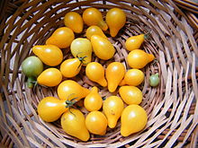 "Yellow Pearshaped" tomatoes "Yellow Pearshaped".JPG