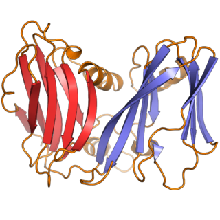 <i>Varidnaviria</i> Realm of viruses