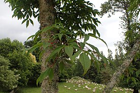 Mantšurianvaahtera Hackfallin arboretumissa Uudessa-Seelannissa