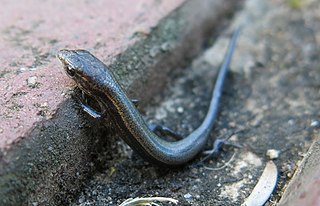 <i>Panaspis wahlbergii</i> Ethiopian snake-eyed skink