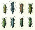 Agrilus