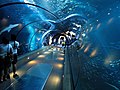 Aquarium tunnel, Oregon Coast Aquarium