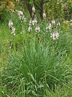 Asphodelaceae Family of flowering plants in the order Asparagales