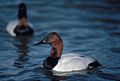 Canvasback