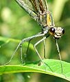 Beekjumfer (Calopteryx virgo)