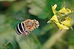 Amegilla cingulata från Victoria i Australien