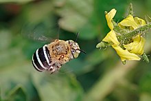 Blue banded bee02.jpg