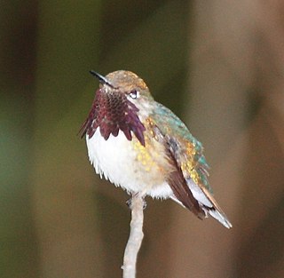 <span class="mw-page-title-main">Bumblebee hummingbird</span> Species of bird