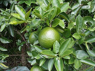 <span class="mw-page-title-main">Cam sành</span> Citrus fruit and plant