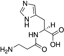 Image illustrative de l’article Carnosine