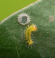 * Kandidimi: Caterpillar of Euthalia aconthea (Common Baron) - First instar. By User:Sarpitabose --Atudu 14:34, 18 September 2024 (UTC) * * Kërkohet vlerësim