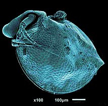 Mikrosnímek břichatky (Ceriodaphnia)