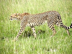 Guépard (Acinonyx jubatus).