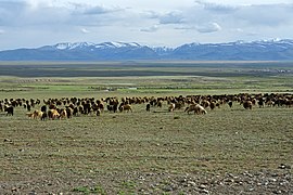 Steppe de la Tchouïa