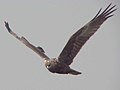 Eastern marsh harrier