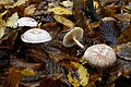 Clitocybe phyllophila