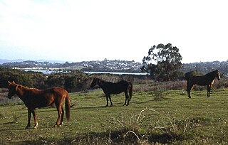 <span class="mw-page-title-main">Eden, New South Wales</span> Town in New South Wales, Australia