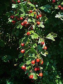 Draenen wen (Crataegus monogyna)