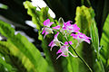 Dendrobium gibrid