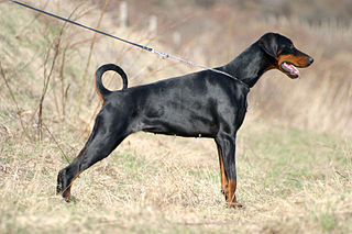 <span class="mw-page-title-main">Dobermann</span> Black and tan dog breed from Germany