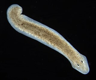 <span class="mw-page-title-main">Planarian</span> Flatworms of the Turbellaria class