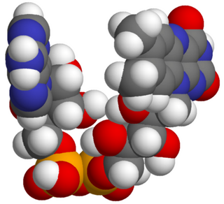 <span class="mw-page-title-main">Flavin adenine dinucleotide</span> Redox-active coenzyme