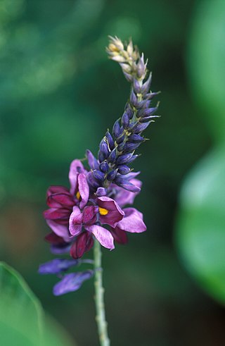 <span class="mw-page-title-main">Fabaceae</span> Family of legume flowering plants