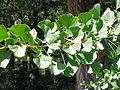 Ginkgo biloba, Ginkgoales (Ginkgophyta), creangă cu frunze