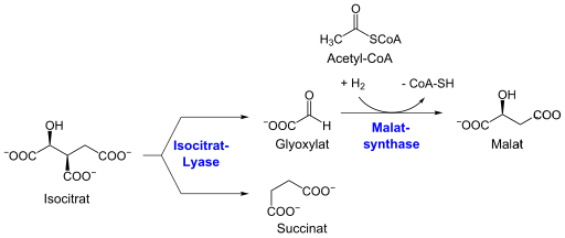 Die katalysierten Reaktionen der Isocitratlyase und Malatsynthase im Detail.