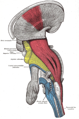 <span class="mw-page-title-main">Pyramidal tracts</span> The corticobulbar tract and the corticospinal tract