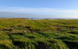 34. Platz: Joachim Lobe Neu! mit Salzwiesen im Naturschutzgebiet Hamburger Hallig, Reußenköge, Kreis Nordfriesland