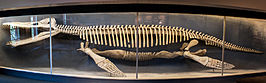 Kronosaurus