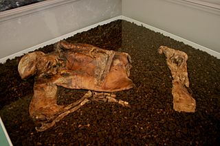 Lindow Man Preserved body of an Iron Age man found in a bog in England