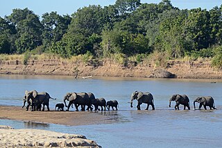 <span class="mw-page-title-main">South Luangwa National Park</span> National park in Zambia