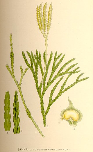 <i>Diphasiastrum</i> Genus of vascular plants in the clubmoss family Lycopodiaceae