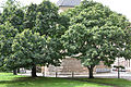 2 junge Castaneae vor dem Chor von St. Sebastian, Magdeburg