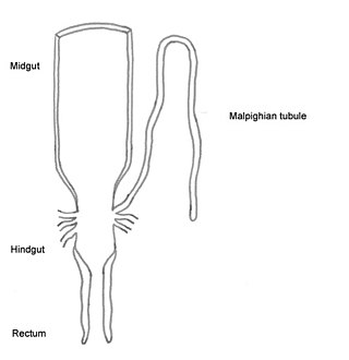 <span class="mw-page-title-main">Malpighian tubule system</span> Excretory and osmoregulatory system