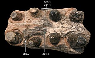 <i>Sphagesaurus</i> Extinct genus of reptiles