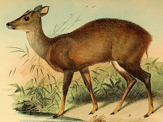 <span class="mw-page-title-main">Amazonian brown brocket</span> Species of deer