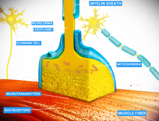 <span class="mw-page-title-main">Neuromuscular junction</span> Junction between the axon of a motor neuron and a muscle fiber