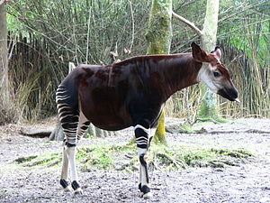 Okapi.