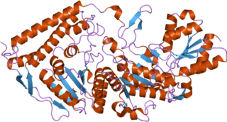 <span class="mw-page-title-main">Pyruvate dehydrogenase (lipoamide) beta</span> Protein-coding gene in the species Homo sapiens