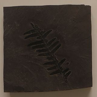 <i>Pachypteris</i> Mesozoic pteridosperm leaf fossil