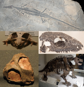 Сверху: Mesosaurus tenuidens; Слева (сверху вниз): Hypsognathus fenneri, Nyctiphruretus acudens; Справа (сверху вниз): Delorhynchus cifellii, Scutosaurus karpinskii