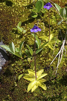 Paprastoji tuklė (Pinguicula vulgaris)